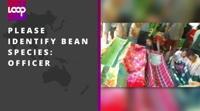 Please identify bean species: Officer