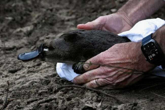Platypus returns to Australian national park for first time in half a century