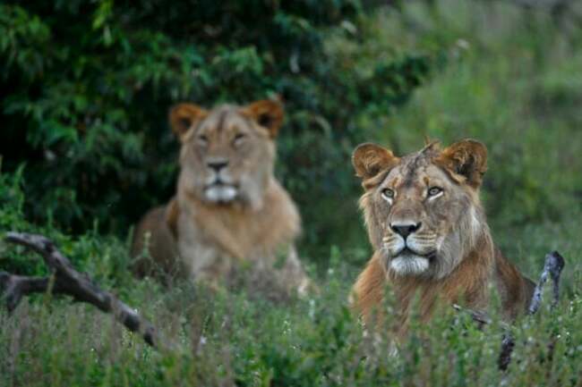 Six lions killed in Kenya in blow to conservation efforts