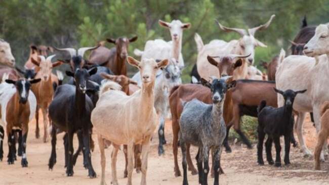 Chile's firefighting goats protect a native forest from deadly blazes