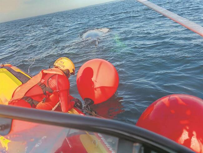 Whale rescued after becoming tangled, trapped in Port of Port Elizabeth