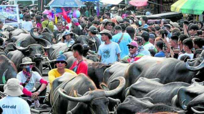Bulacan's Kneeling Carabao Festival draws huge crowd