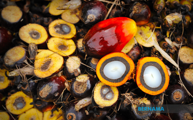 FITCH GROUP RESEARCH HOUSE SEES FURTHER DOWNSIDE AHEAD FOR PALM OIL PRICES IN MALAYSIA