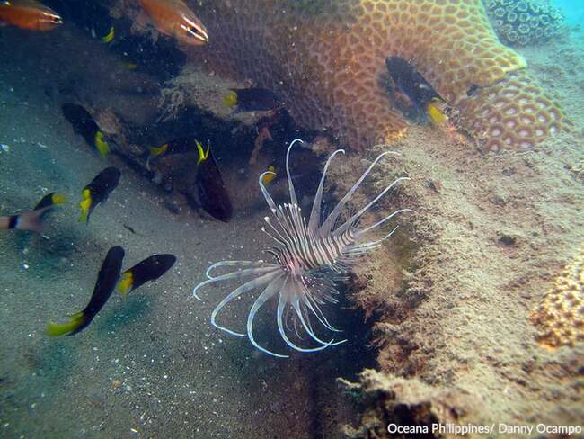 PH biodiversity conservation drive gets P240M boost from US