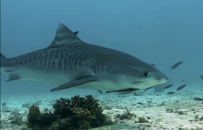 WATCH: A close encounter with a tiger shark in Malapascua, Cebu