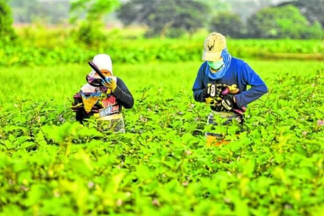 Bill seeks to turn Maharlika Road to PH ‘food highway'