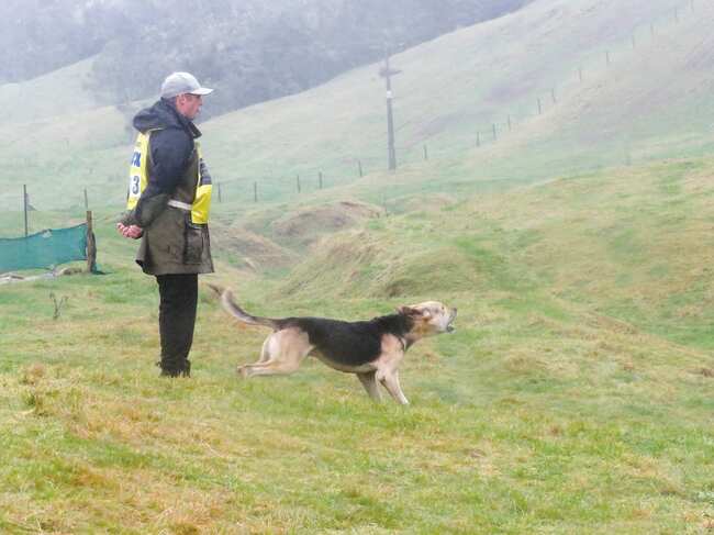 Shaw on dog trials leaderboards