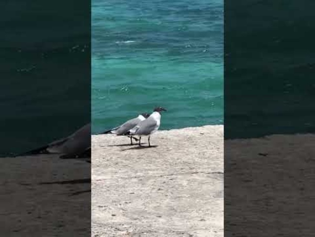 Watching Beach Birds This Weekend