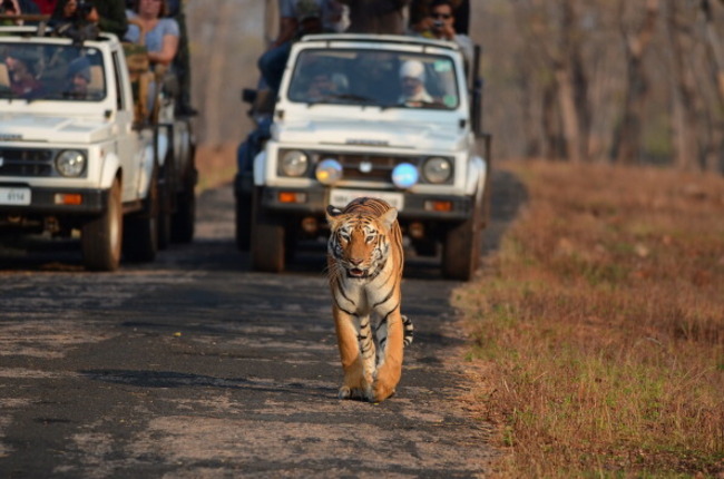 How tiger conservation in India may be helping to mitigate climate change