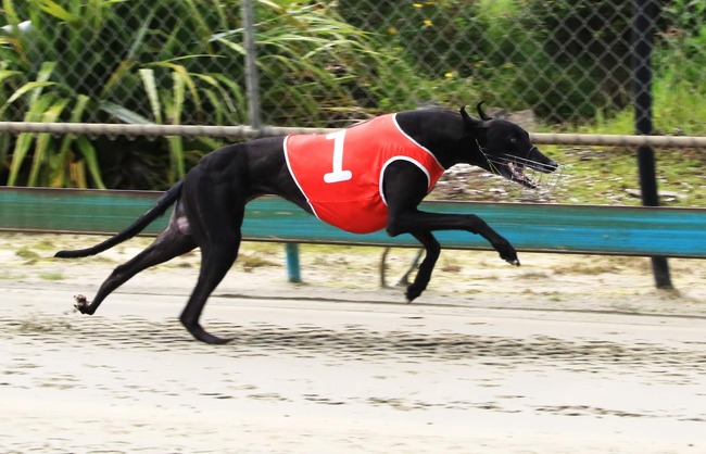Postman Pat remains unbeaten on Australian soil as he heads toward Brisbane Cup