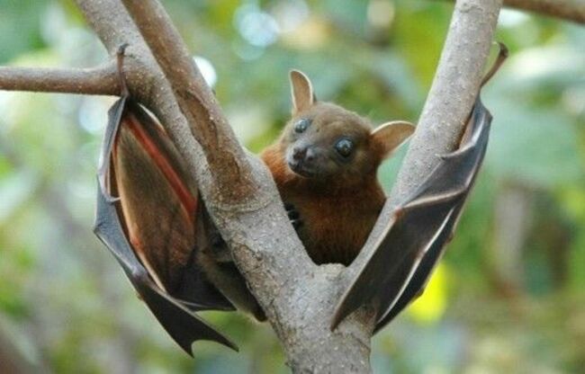 QuickCheck: Are there bats as big as a human?