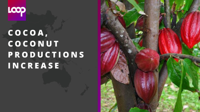 Cocoa, coconut productions increase