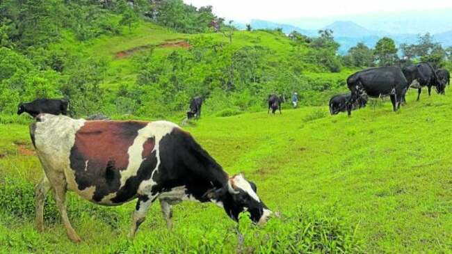 Masbate farmers receive over P3M in cattle starter kit, equipment bonanza— DAR