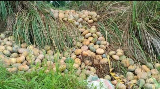 In Cotabato town, the squash are left to rot by the roadside