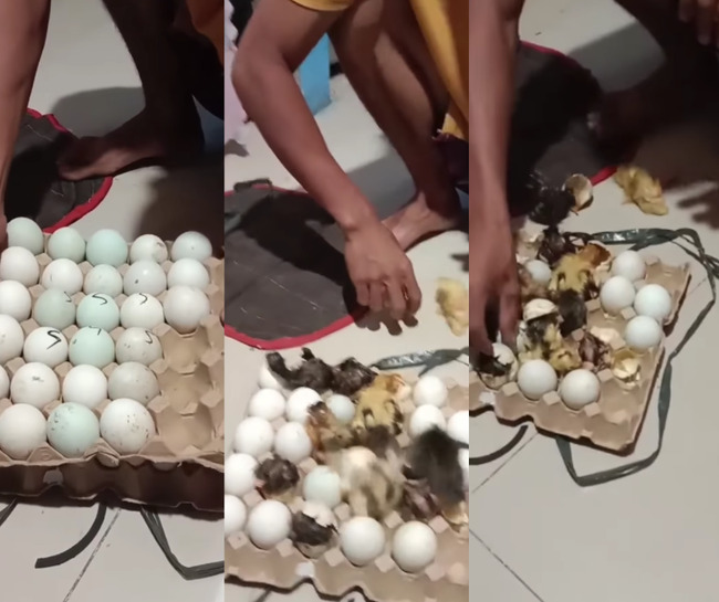 WATCH: Netizens surprised when balut eggs they bought hatch