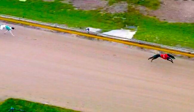 Postman Pat still undefeated in Australia after Bendigo near record win