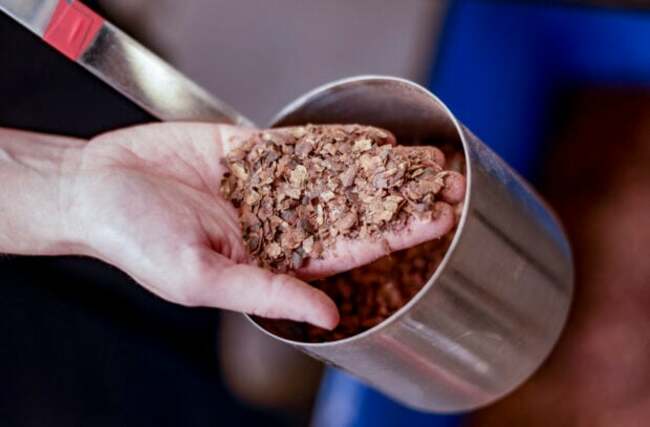 How chocolate could counter climate change