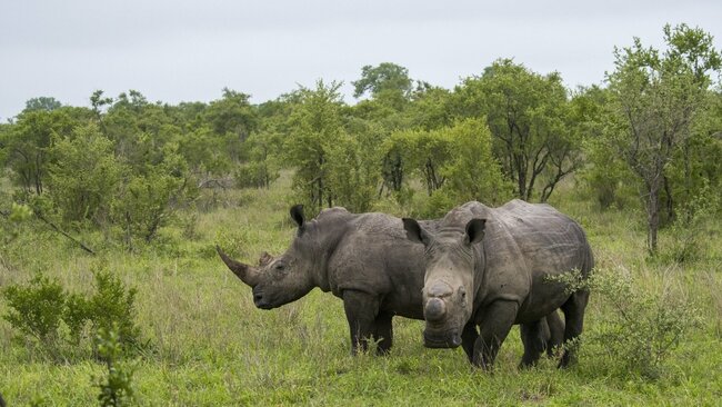 Irish gang on trial for alleged rhino horn smuggling