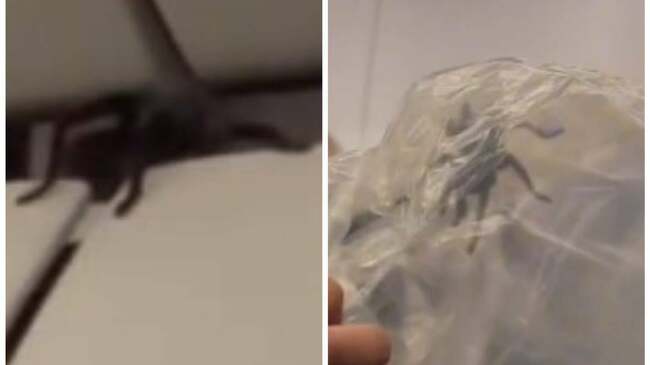 Tarantula is seen lurking on a US plane midflight