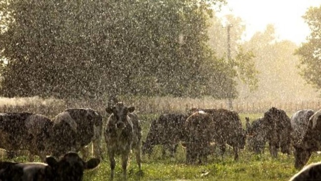 More rain coming, gusty southerlies to continue: MetService