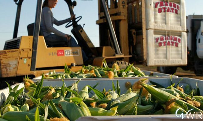 Let the Devouring Begin: Fresno State Sweet Corn Goes on Sale Friday