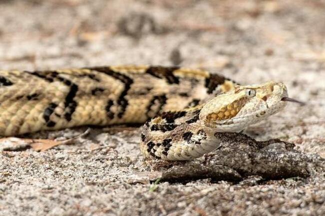 Of Georgia's 46 types of snakes, 3 can be deadly. Here's what to do and not to do if bitten