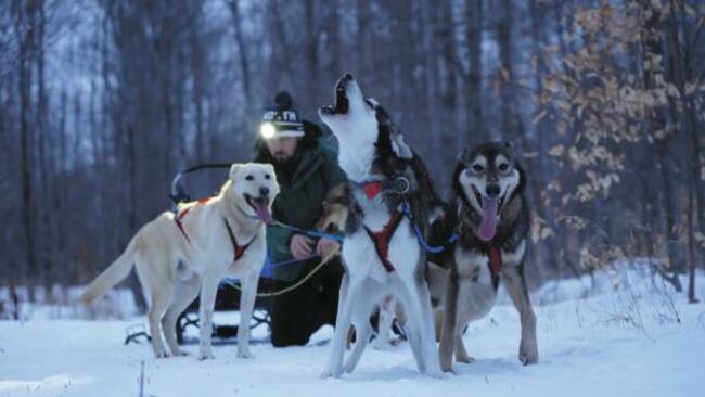 Adventure, goofiness and trail snacks: Stories from the dog musher's journal