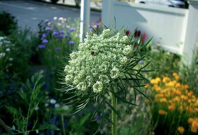In the garden: Poison hemlock in the garden, Japanese maple attacked and alligator weeds