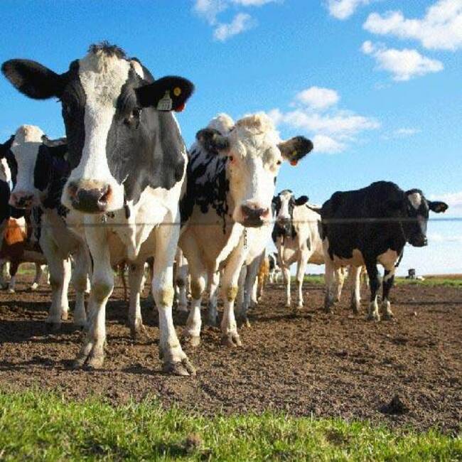 National's policy to price on-farm emissions
