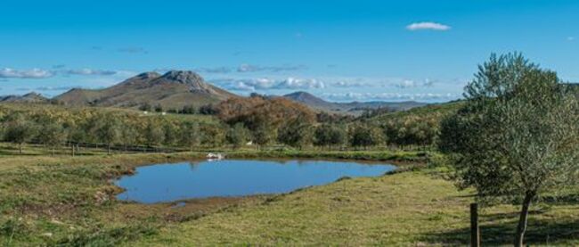 Green bills over Blue Gold