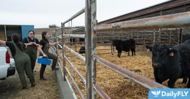 New mobile service to improve access to large animal veterinary care