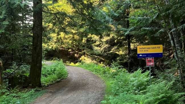 Mountain biker swatted by cougar near popular trial on B.C.'s Sunshine Coast