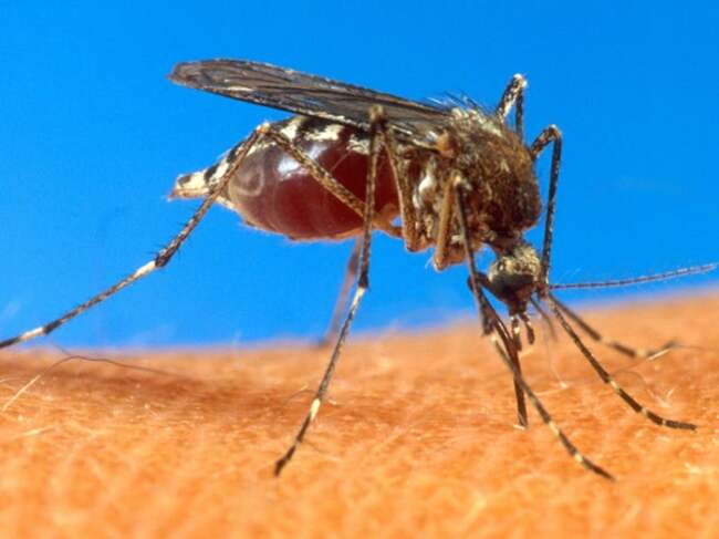 Positive results for potential first chikungunya vaccine