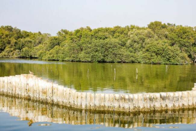 UAE looks to salty, muddy mangroves in climate change fight