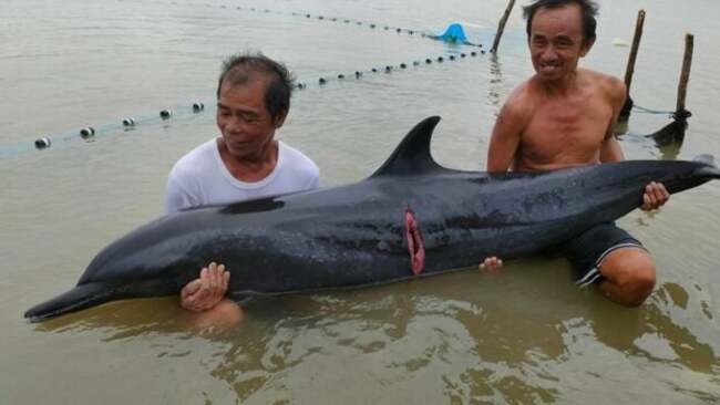 BFAR Ilocos Sur calls for volunteers to help save injured dolphin