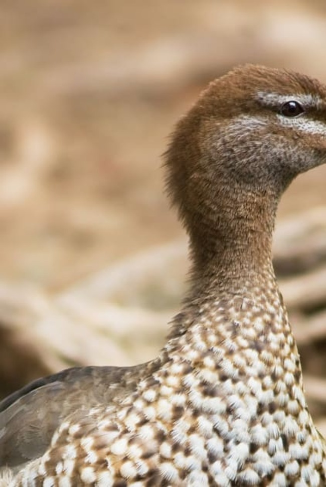 Protected duck dies after cruel act