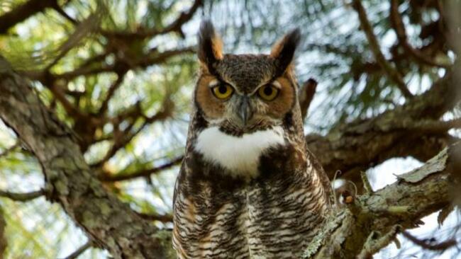 'Utterly unlike other birds': The inscrutable brilliance of owls