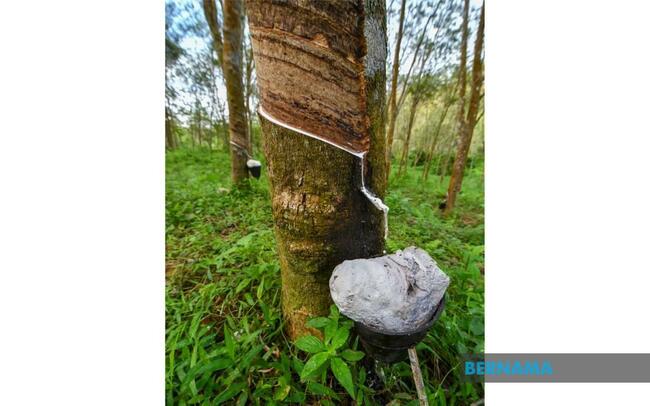 RUBBER PRICES LIKELY TO BE RANGE-BOUND WITH UPSIDE BIAS NEXT WEEK