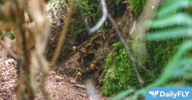 Sting Operation: Washington Agriculture on the Lookout for Northern Giant Hornet