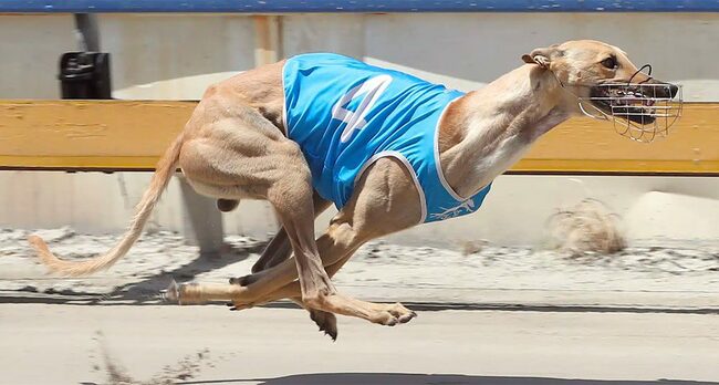 Where's Johnson stars in Thunder heats at Albion Park