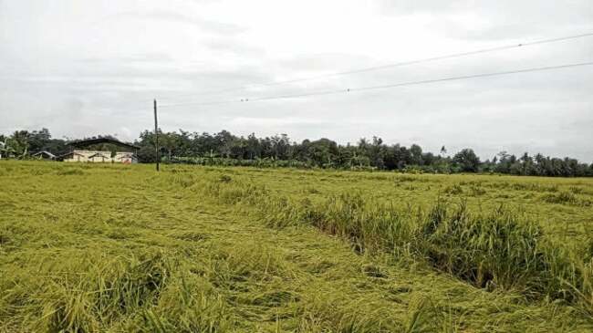 Bongbong Marcos on agriculture: ‘Our soil is under threat'