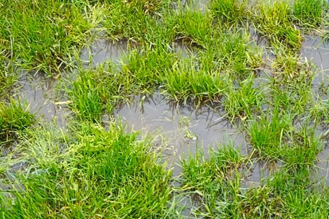 Rehabilitating a flooded garden