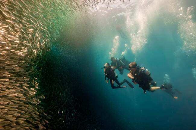 LOOK: Tourism Secretary Garcia-Frasco captivated by Moalboal's undersea beauty