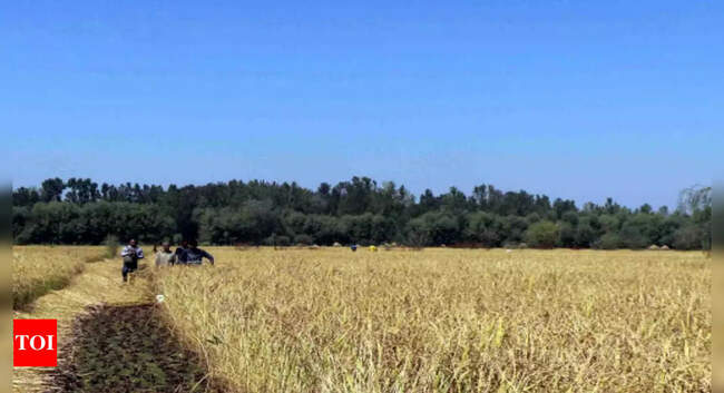 bku charuni: BKU Charuni threatens stir if paddy procurement doesn’t start today