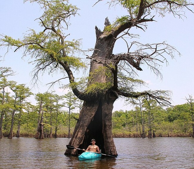 White River refuge biggest, wildest Big Woods destination in Arkansas