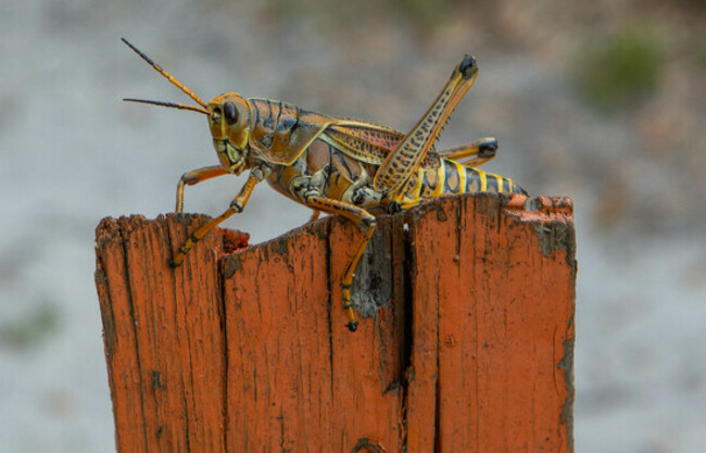Attack of the killer grasshopper