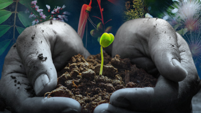 Nat'l Poison Prevention Week: Know your toxic plants, their uses