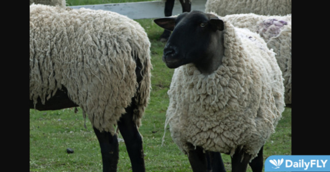 Gene edit could rid long tails, docking in sheep