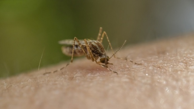 5 malaria cases reported in US, health officials say