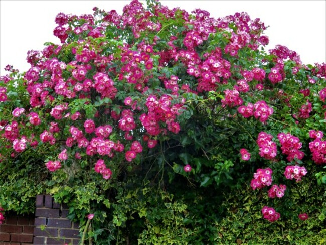 Floribunda rose. Petre Crescent. Rishton